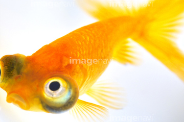 チョウテンガン の画像素材 魚類 生き物の写真素材ならイメージナビ チョウテンガン の画像素材 魚類 生き物の写真素材ならイメージナビ