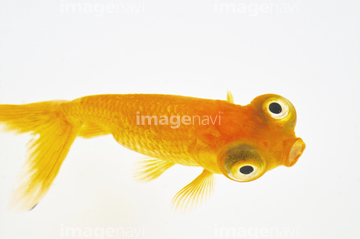 チョウテンガン の画像素材 魚類 生き物の写真素材ならイメージナビ チョウテンガン の画像素材 魚類 生き物の写真素材ならイメージナビ