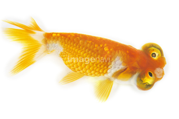 デメキン の画像素材 魚類 生き物の写真素材ならイメージナビ
