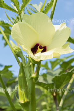花オクラ の画像素材 和食 食べ物の写真素材ならイメージナビ