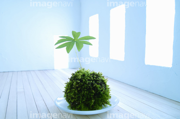 苔玉 の画像素材 その他植物 花 植物の写真素材ならイメージナビ