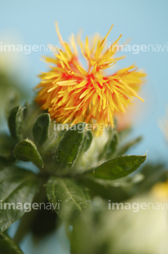 紅花 ロイヤリティフリー の画像素材 花 植物の写真素材ならイメージナビ