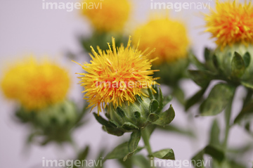 紅花 ロイヤリティフリー の画像素材 花 植物の写真素材ならイメージナビ