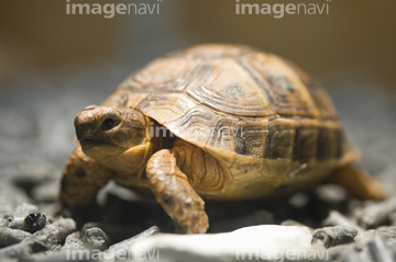 陸亀 ギリシャリクガメ の画像素材 爬虫類 両生類 生き物の写真素材ならイメージナビ