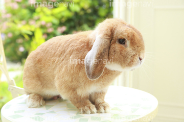 ロップイヤー かわいい の画像素材 ペット 生き物の写真素材ならイメージナビ