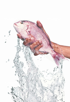 鯛 跳ねる の画像素材 魚介 食べ物の写真素材ならイメージナビ