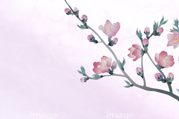 ひな祭り 桃の花 イラスト の画像素材 季節 イベント イラスト Cgのイラスト素材ならイメージナビ