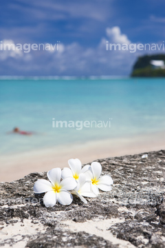プルメリア 海 さわやか の画像素材 年賀 グリーティングの写真素材ならイメージナビ