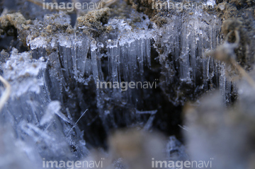 霜 霜柱 の画像素材 気象 天気 自然 風景の写真素材ならイメージナビ