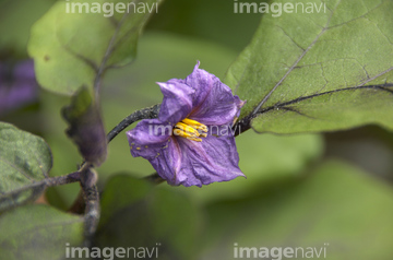 花茄子 の画像素材 洋食 各国料理 食べ物の写真素材ならイメージナビ