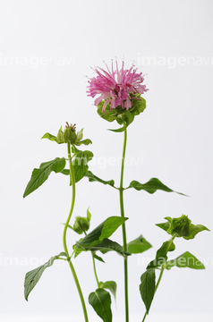 ベルガモット 花 の画像素材 その他植物 花 植物の写真素材ならイメージナビ