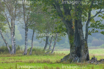 カヤの平 の画像素材 森林 自然 風景の写真素材ならイメージナビ