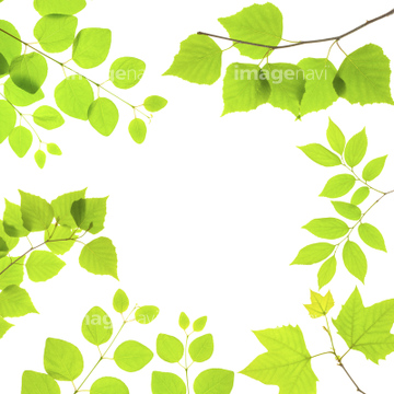 葉 罫線 緑色 木の葉 の画像素材 花 植物 イラスト Cgの写真素材ならイメージナビ