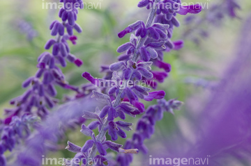 メキシカンセージ の画像素材 その他植物 花 植物の写真素材ならイメージナビ