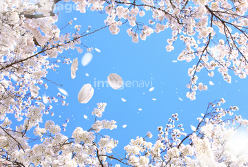 最新桜 花びら 舞う 写真 すべての美しい花の画像