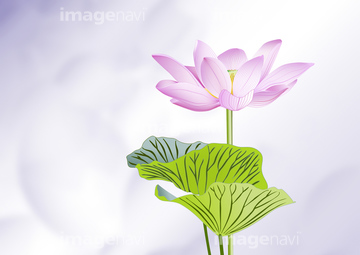 花 葬儀 ハスの花 の画像素材 花 植物 イラスト Cgの写真素材ならイメージナビ