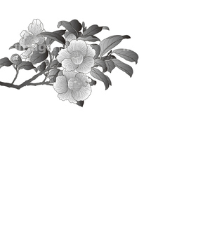 カンツバキ の画像素材 花 植物の写真素材ならイメージナビ