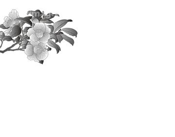 椿 イラスト 和風 カンツバキ の画像素材 花 植物 イラスト Cgのイラスト素材ならイメージナビ