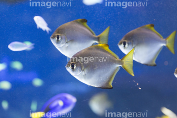 魚 ヒメツバメウオの仲間】（～5,500円）の画像素材  写真素材なら 