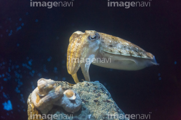 生き物 海の動物 イカ タコ 泳ぐ コウイカ の画像素材 写真素材ならイメージナビ