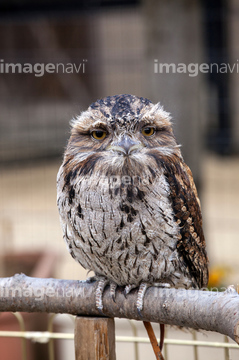 夜鷹 の画像素材 陸の動物 生き物の写真素材ならイメージナビ