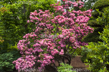 カルミア オスボレッド の画像素材 花 植物の写真素材ならイメージナビ