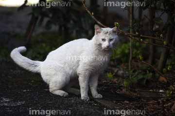 捨て猫 の画像素材 生き物 イラスト Cgの写真素材ならイメージナビ