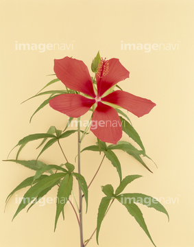 モミジアオイ の画像素材 花 植物の写真素材ならイメージナビ