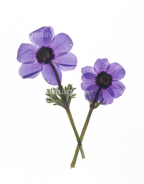 アネモネ 白 紫色 の画像素材 花 植物の写真素材ならイメージナビ