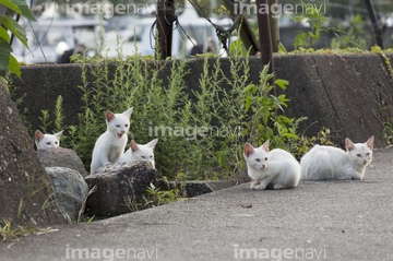 琵琶湖 琵琶湖の沖島 の画像素材 川 湖沼 自然 風景の写真素材ならイメージナビ