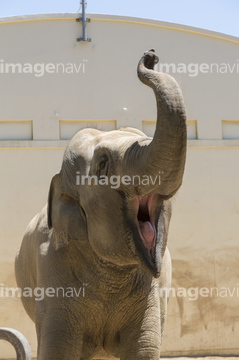 ゾウの鼻 の画像素材 陸の動物 生き物の写真素材ならイメージナビ