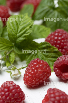 ヨーロッパキイチゴ の画像素材 その他植物 花 植物の写真素材ならイメージナビ