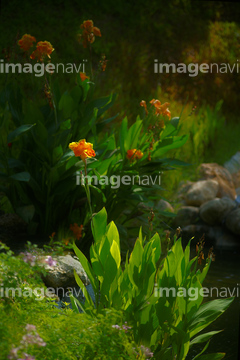 かんな 花 の画像素材 その他植物 花 植物の写真素材ならイメージナビ