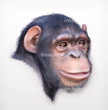 新しいコレクション 猿 イラスト リアル 無料のhd壁紙画像 Qhd
