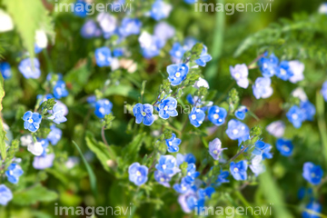 勿忘草 綺麗 の画像素材 花 植物 イラスト Cgの写真素材ならイメージナビ