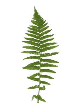 植物 飾り シダ植物 緑色 草 イラスト の画像素材 テーマ イラスト Cgのイラスト素材ならイメージナビ
