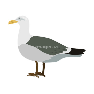 カモメ イラスト 少ない の画像素材 生き物 イラスト Cgのイラスト素材ならイメージナビ