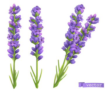 ハーブ イラスト ナチュラル ラベンダー の画像素材 花 植物 イラスト Cgのイラスト素材ならイメージナビ