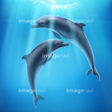 動物のイラスト イルカ かわいい 南国 イラスト の画像素材 デザインパーツ イラスト Cgのイラスト素材ならイメージナビ