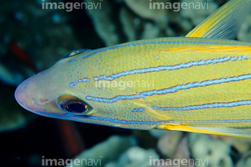熱帯魚 青色 ひれ 体の部分 縞模様 の画像素材 ペット 生き物の写真素材ならイメージナビ
