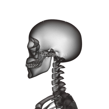 イラスト Cg Cg 人体 骸骨 の画像素材 Cg素材ならイメージナビ
