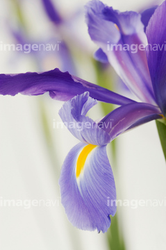 オランダアヤメ の画像素材 趣味 遊び ライフスタイルの写真素材ならイメージナビ