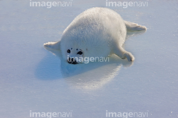 生き物 海の動物 アザラシ アシカ 昼 赤ちゃん 動物の子 うつ伏せ の画像素材 写真素材ならイメージナビ