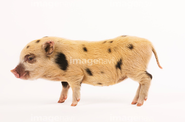 子豚 横向き かわいい の画像素材 家畜 生き物の写真素材ならイメージナビ