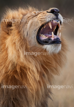 生き物 陸の動物 ライオン トラ 1 の画像素材 写真素材ならイメージナビ