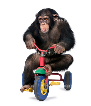チンパンジー かわいい 写真 の画像素材 陸の動物 生き物の写真素材ならイメージナビ
