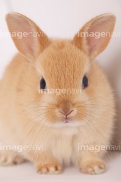 生き物 ペット ウサギ 子ウサギ 顔 全身 の画像素材 写真素材ならイメージナビ