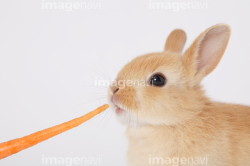 生き物 ペット ウサギ 子ウサギ 茶色 横顔 の画像素材 写真素材ならイメージナビ