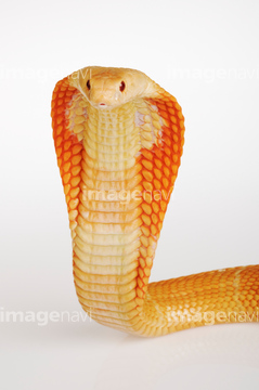 コブラ ヘビ 顔 タイコブラ の画像素材 写真素材ならイメージナビ