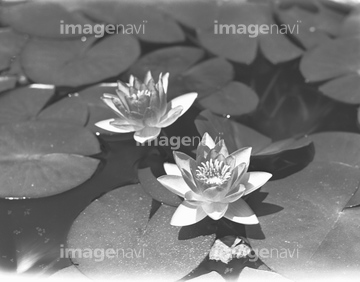 スイレン の画像素材 葉 花 植物の写真素材ならイメージナビ